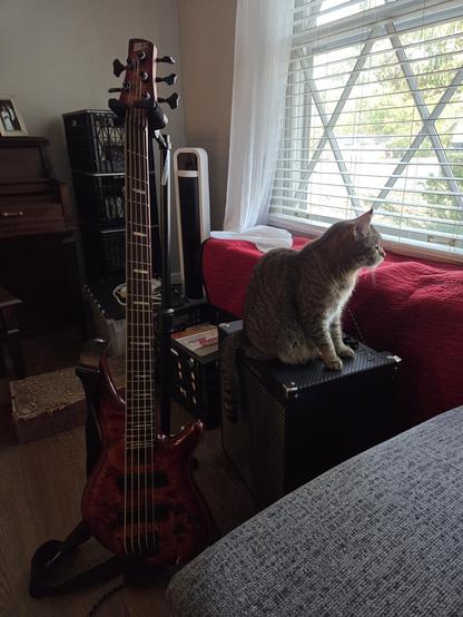 tabby sitting on a 50W combo bass amp next to a red Ibanez bass guitar in a stand.