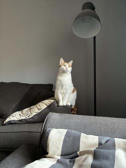 A white and ginger cat sitting on a couch.