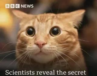BBC News
[Photo of a very concerned looking orange cat.]

Scientists reveal the secret