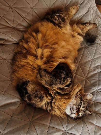 Photo by u/SnooRegrets1587 of their very fluffy cat sleeping, belly-side up, like a croissant on the bed.