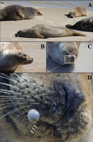 An increasingly zoomed in view of a small white cockle attached to the whisker of a seal. The seal seems unbothered