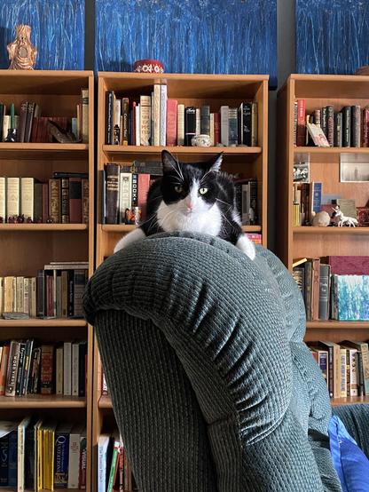 Athena cat begins her blockade of my books until I agree to her demands.