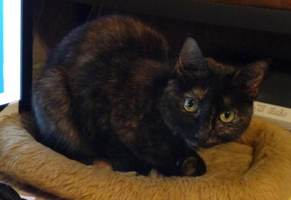 Tortie cat on a catbed sitting up and looking at the camera attentively.  (I made the psps treat noise.)