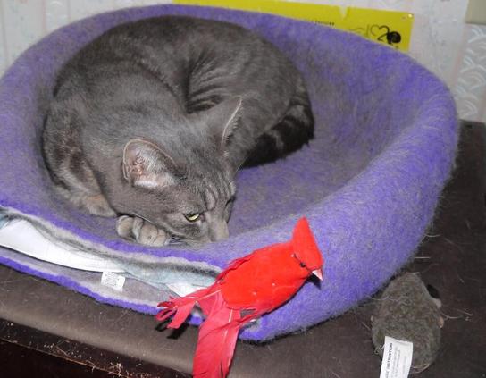 Grey stripey cat curled up in a different and purple catbed that's a cat sphere that invariably gets smushed.  Eyes open, looking vaguely at the camera, head on his front paws, tail tucked under his leg.  Looks bored and disinterested.  There's a fake red cardinal toy attached to the catbed.