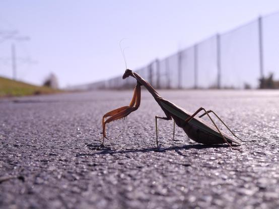 Praying Mantis walking across a cycle path.