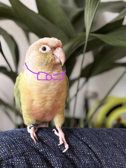 Yellow and green parrot with a purple bow tie drawn around his neck.