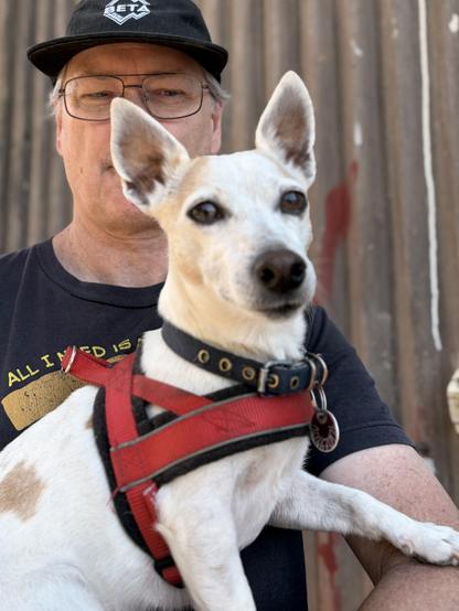 A man with glasses and a hat holding a small light coloured dog in a red harness and dark collar. She is looking at the camera with ears up! It is outdoors next to a building clad in tin.