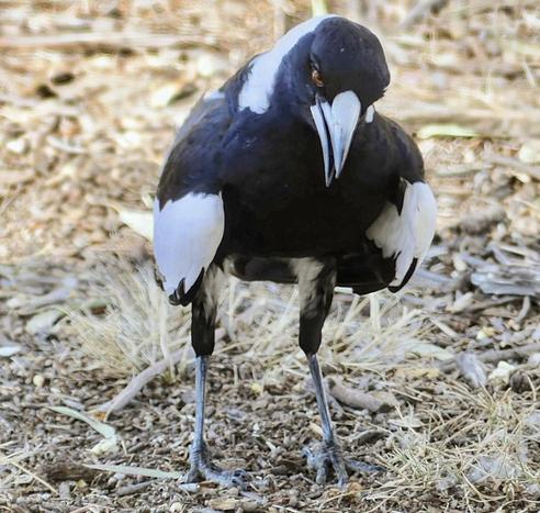 Australian magpie looking at me curiously