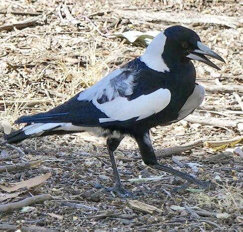 Australian magpie singing beside me