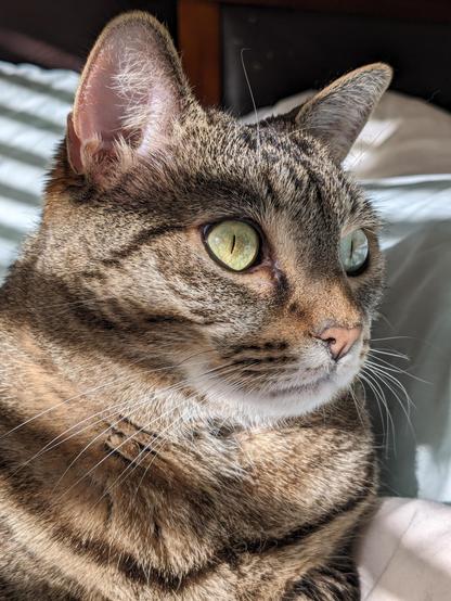 Closeup of Stripey Kitty's face in late afternoon sunshine, banded by shadows from the window blinds. Her pupils are mere slits.