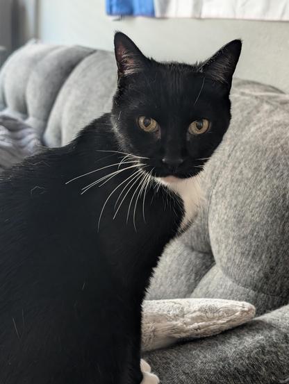 My tuxedo cat Dinah sitting on the couch armrest and intense eye contact with the camera like how dare I not obey her