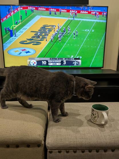Gray Kitty ignores the Steelers defensive struggles and sniffs Daddy's coffee mug