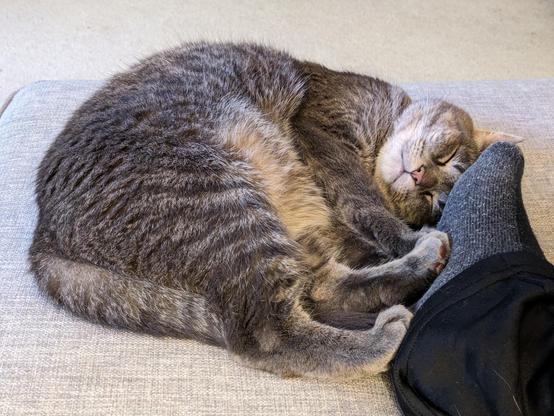 Gray Kitty curls up against my foot on the ottoman