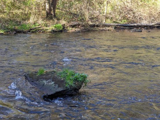 A meter-wide rock covered in moss in a flowing river