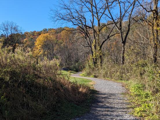 A winding gravel path leading through brilliant gold and green autumn trees